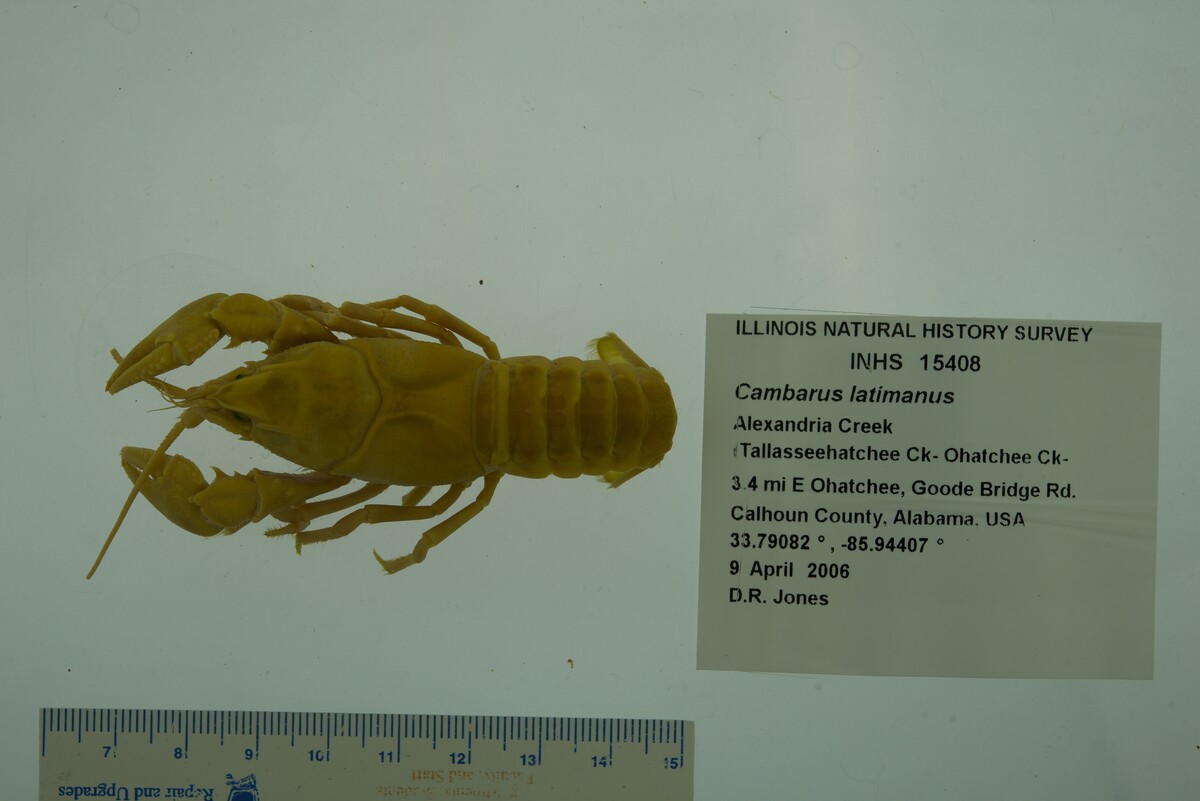 Cambarus latimanus image